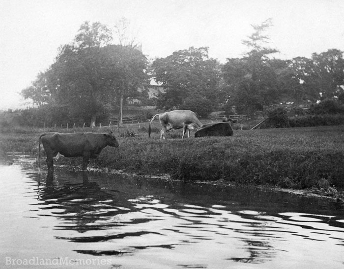 Cattle at Wroxham Church c1900