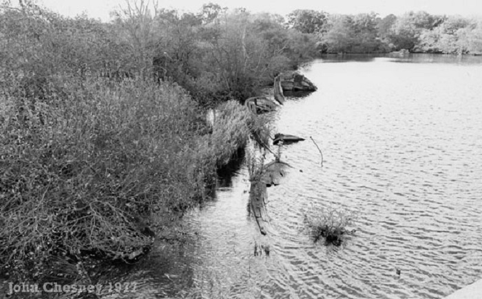 Wherry Wrecks at Ranworth Broad 1977