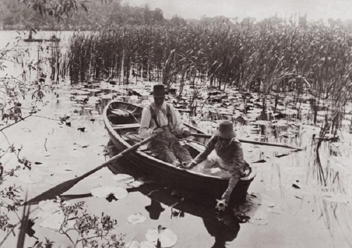 Gathering Water-Lilies